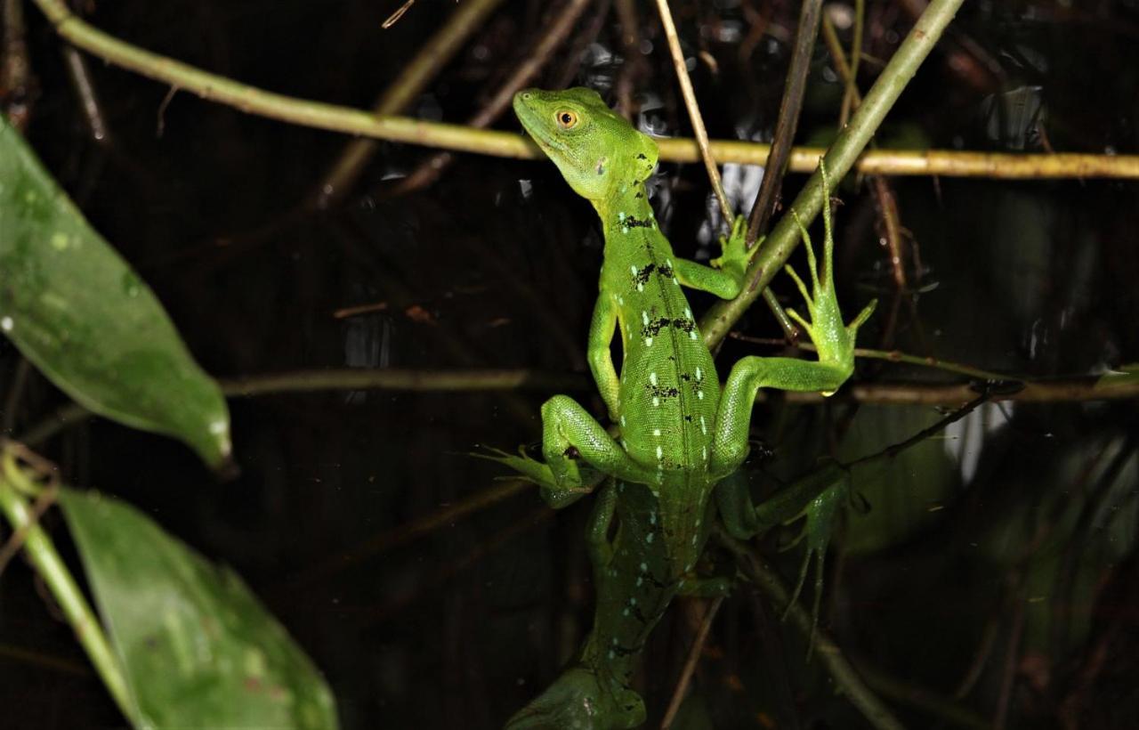 Casa Chilamates 2.0 Tortuguero Dış mekan fotoğraf